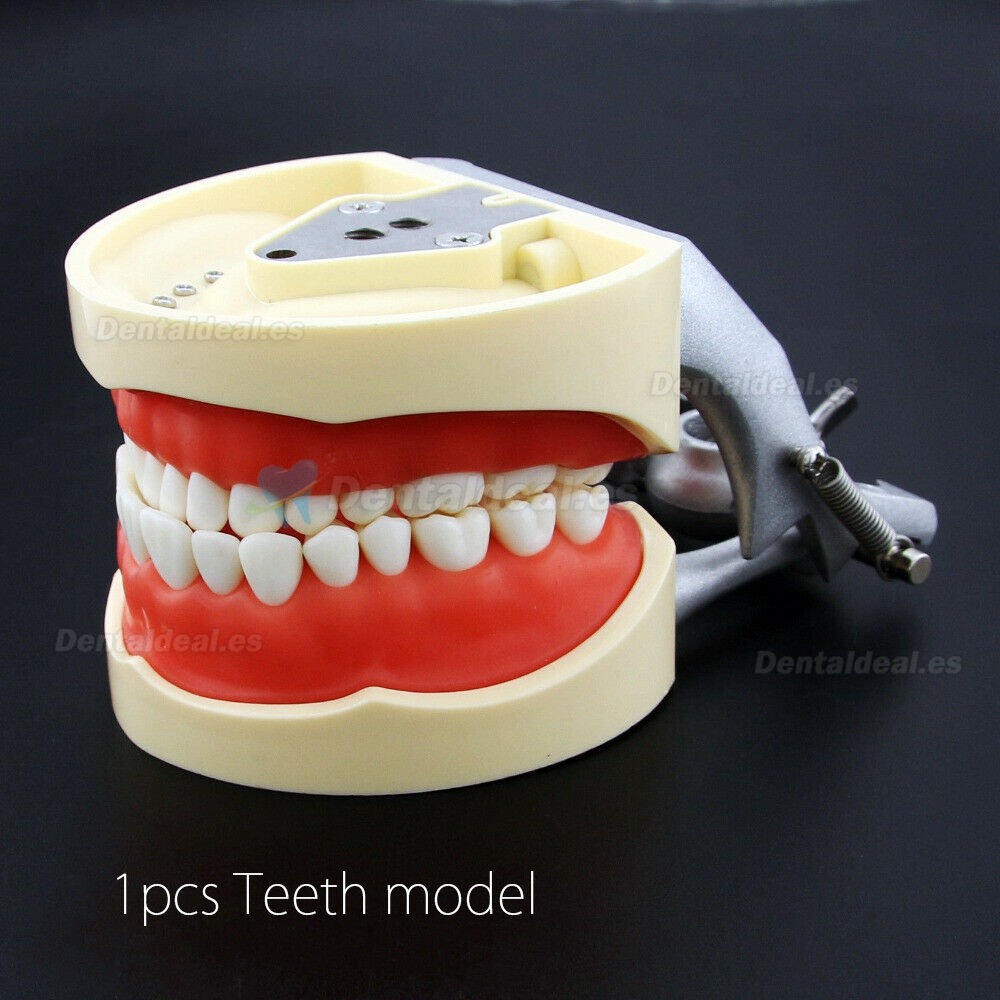 Resin Simulation Tooth Grain Dental Model For Dentist Exam Preparation Teaching